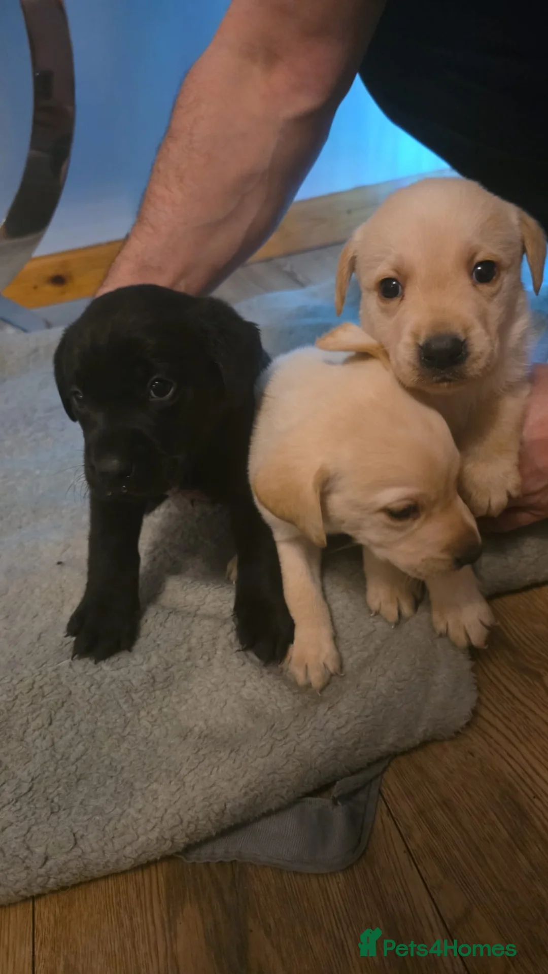 Labrador Retriever dogs for sale: Labrador puppies  - Advert 7