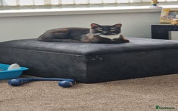 Mixed Breed cats for sale: Male cat - Image 1