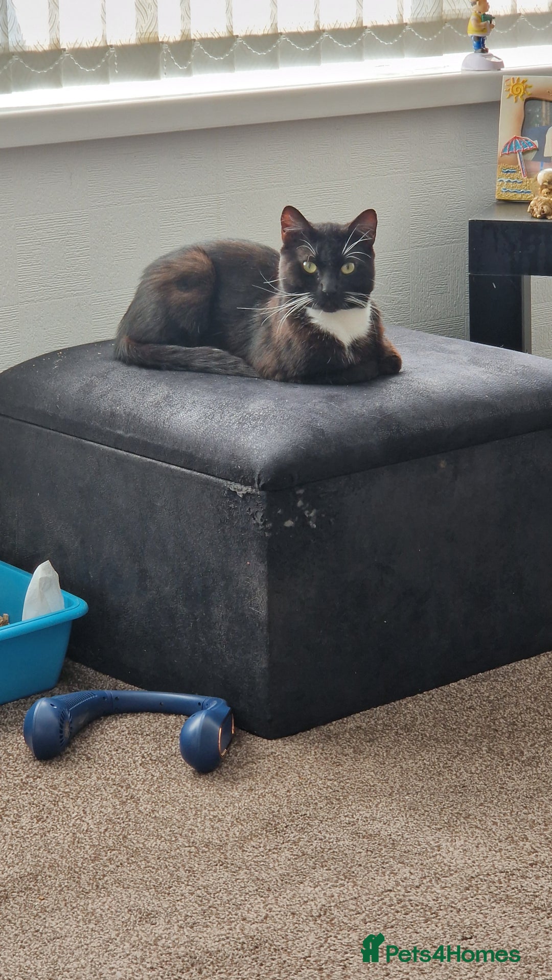 Mixed Breed cats for sale: Male cat - Image 1