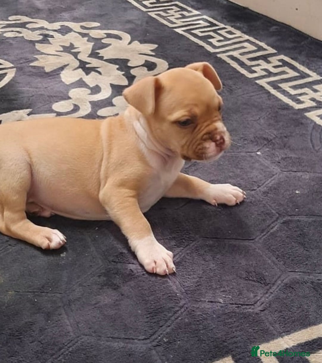 Alapaha Blue Blood Bulldog dogs for sale: Alapaha blue blood bulldog female puppy  - Image 4
