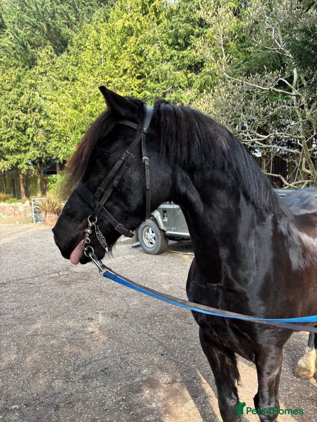 Welsh Section C horses for sale: Welsh C - Advert 2