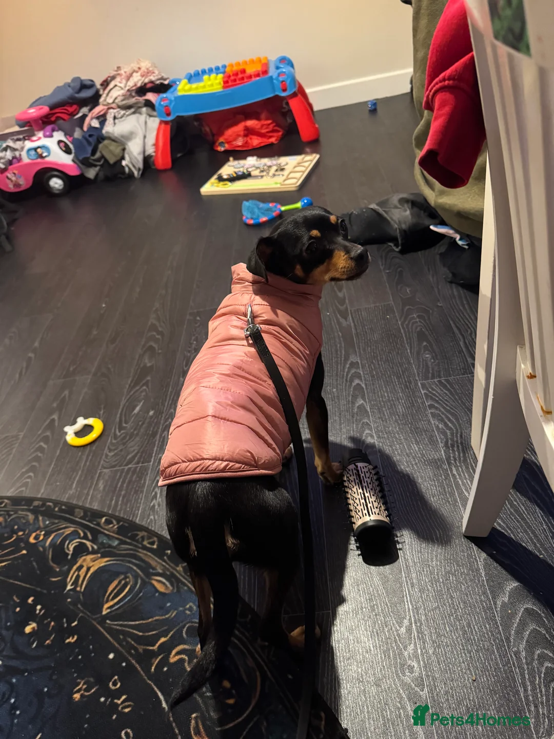 Miniature Pinscher dogs for sale: Miniature Pinscher female - Advert 2