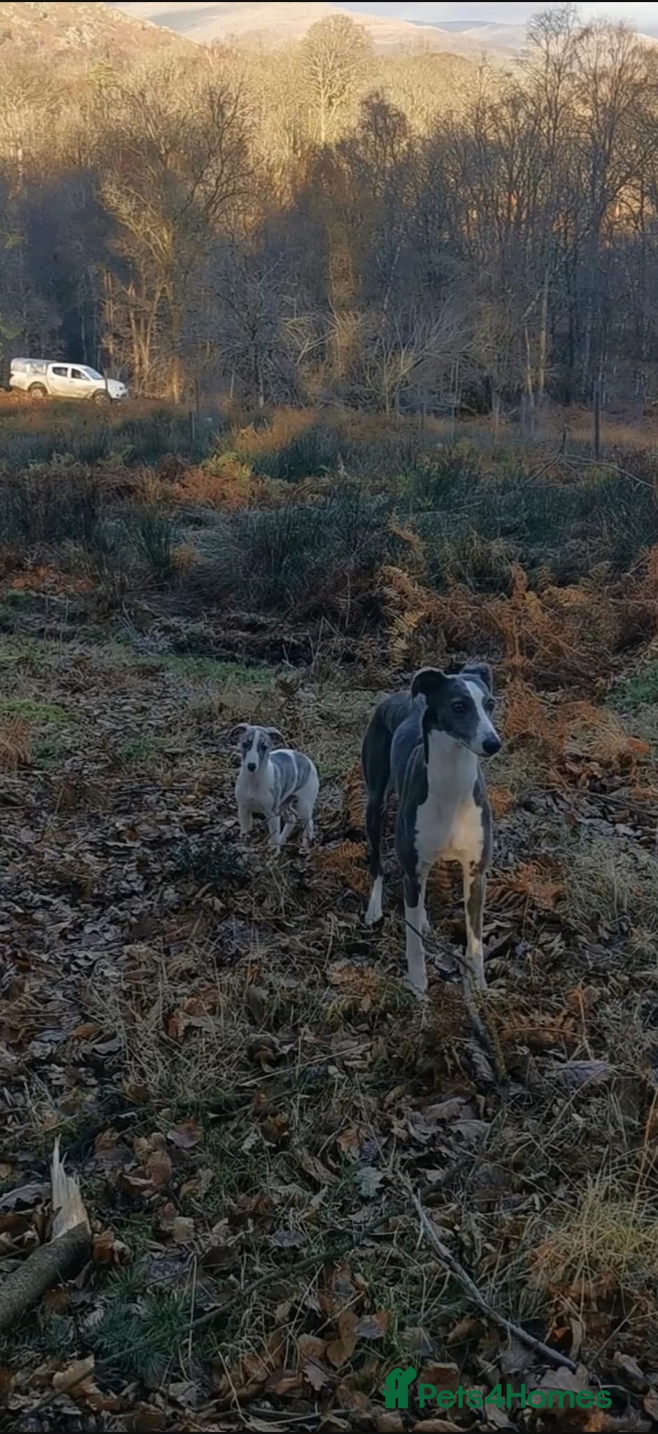 Lurcher dogs Whippet x saluki greyhound  - Advert 2