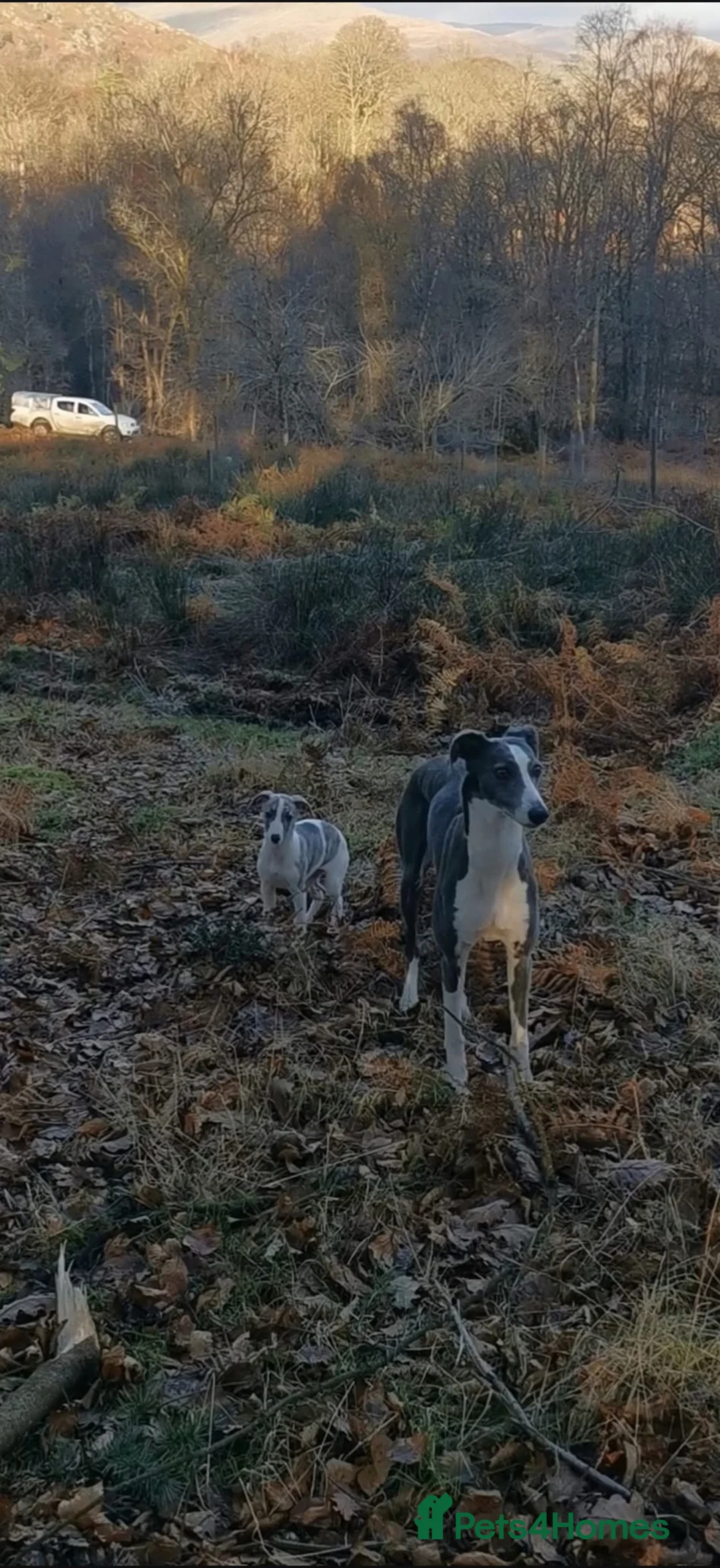 Lurcher dogs for sale: Whippet x saluki greyhound  - Advert 1