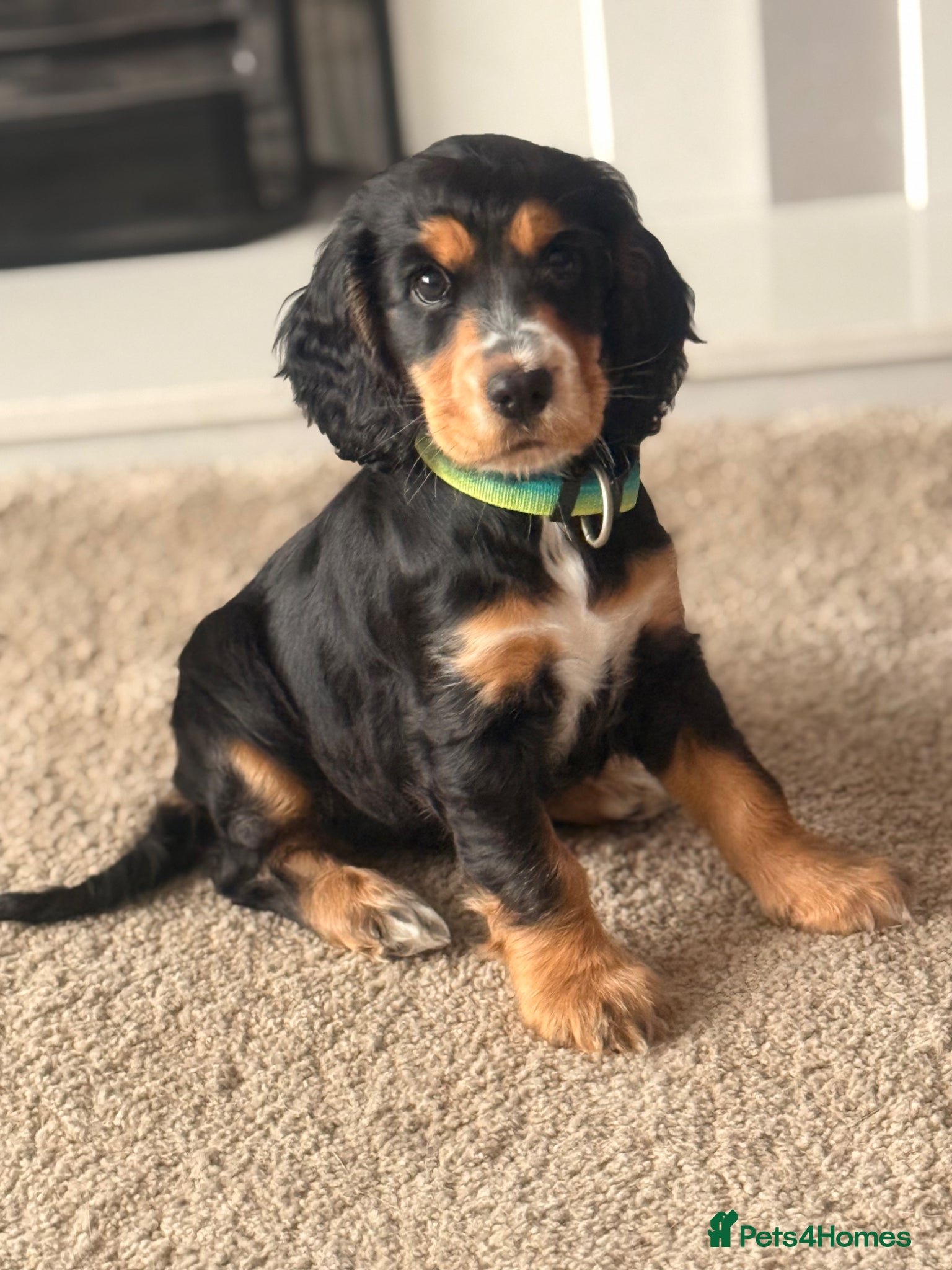 Cocker Spaniel dogs Poppy is for Sale  - Advert 1