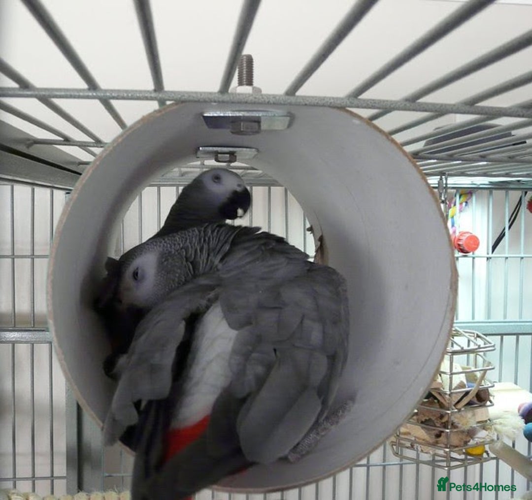 Parrots birds for sale: African Grey Parrots Pair - Image 4