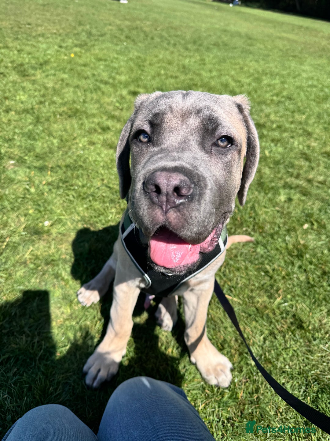 Cane Corso dogs for sale: Male Cane Corso - Image 17