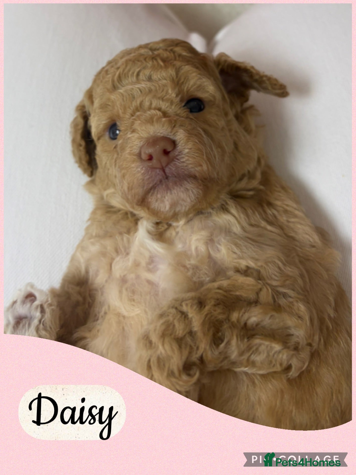 Toy Poodle dogs Chocolate toy poodles  - Advert 7