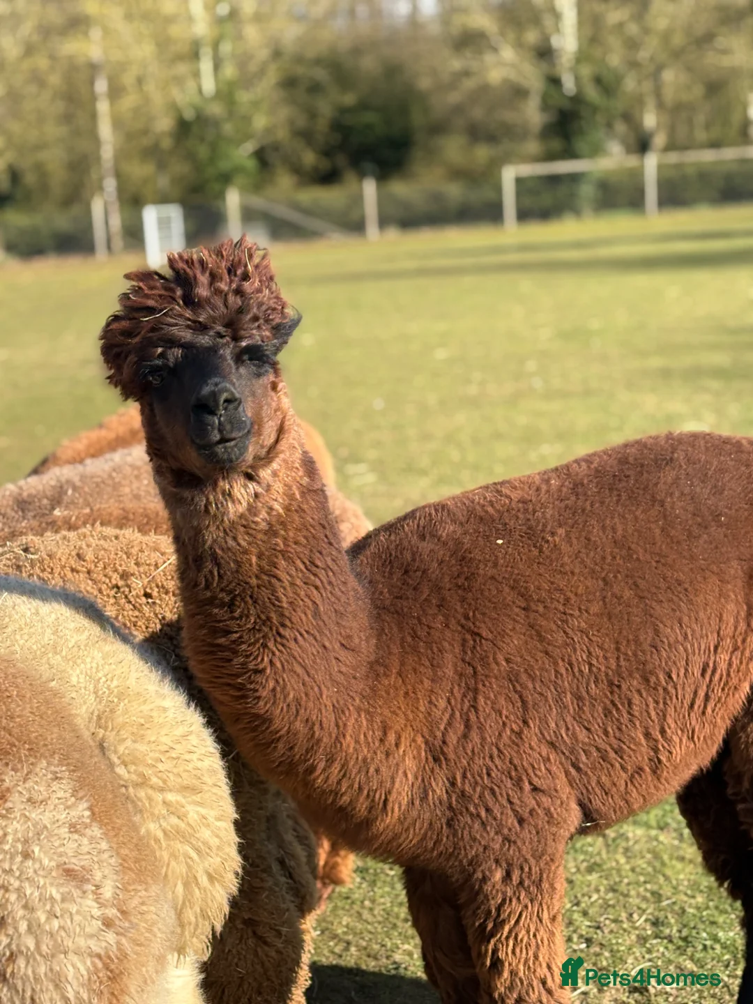 Alpaca livestock for sale: Variety of quality Females  - Advert 2