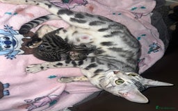 Bengal cats for sale: One remaining Male Bengal for sale - Image 11
