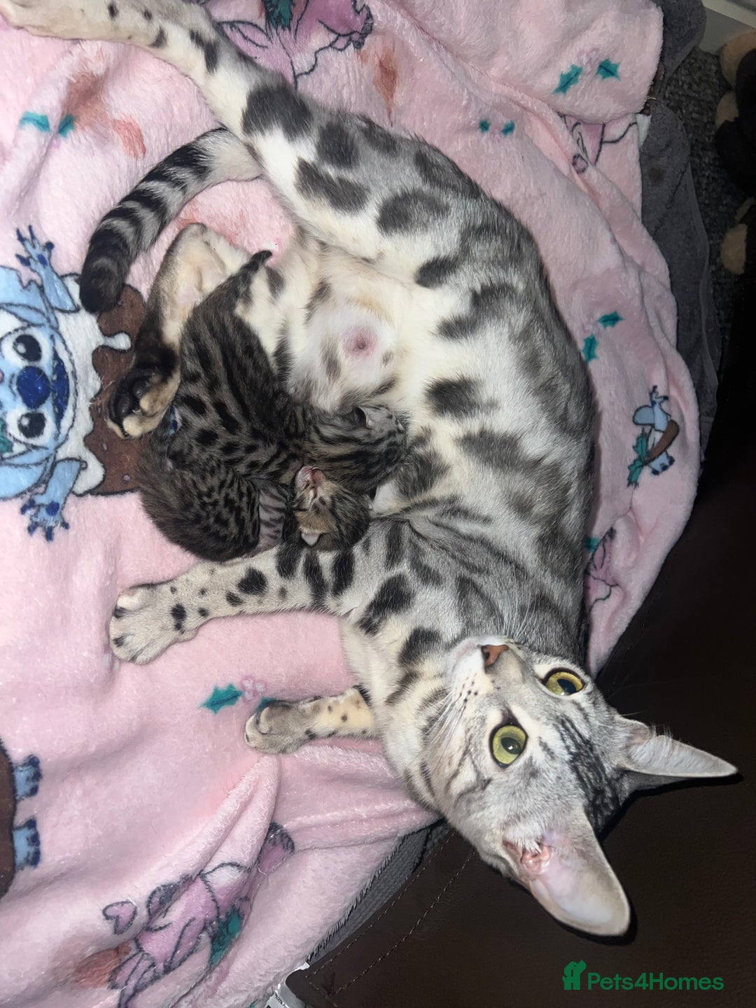 Bengal cats for sale: One remaining Male Bengal for sale - Image 11