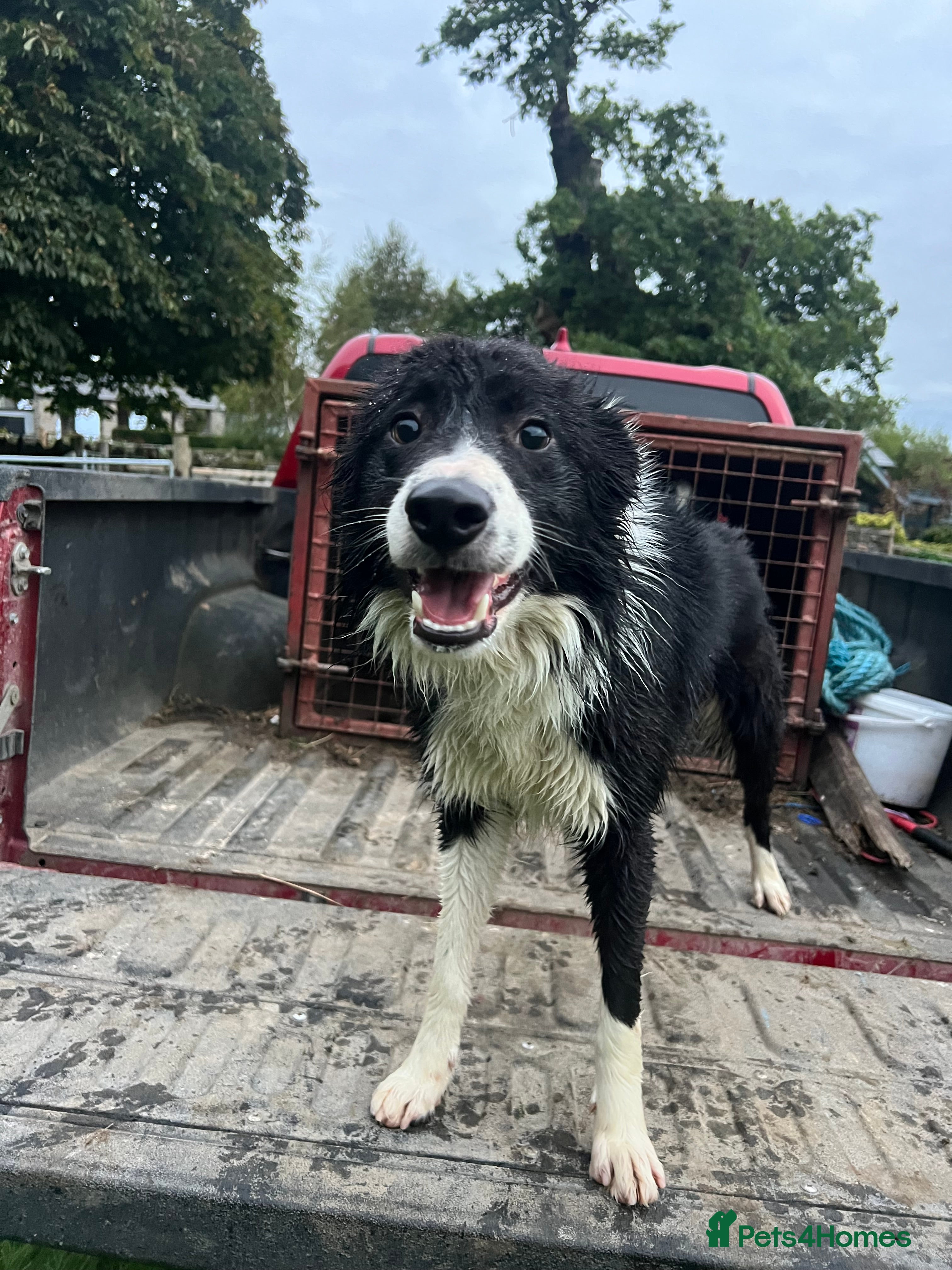 Border Collie dogs Male Border collie  - Advert 17
