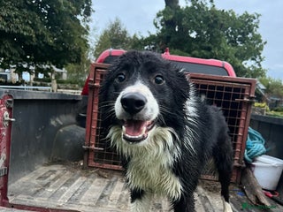 Border Collie dogs Male Border collie - Advert 1