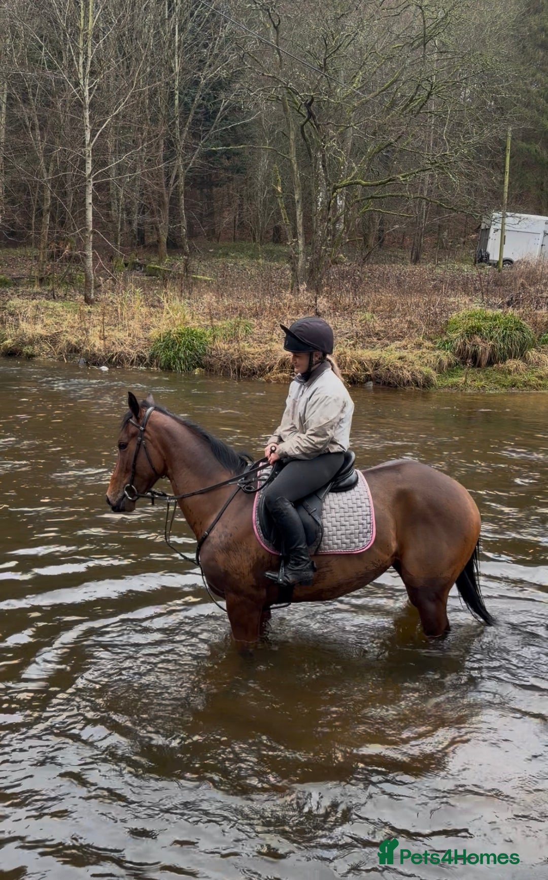 English Thoroughbred horses for sale: Bella bay 3 year old filly - Advert 3