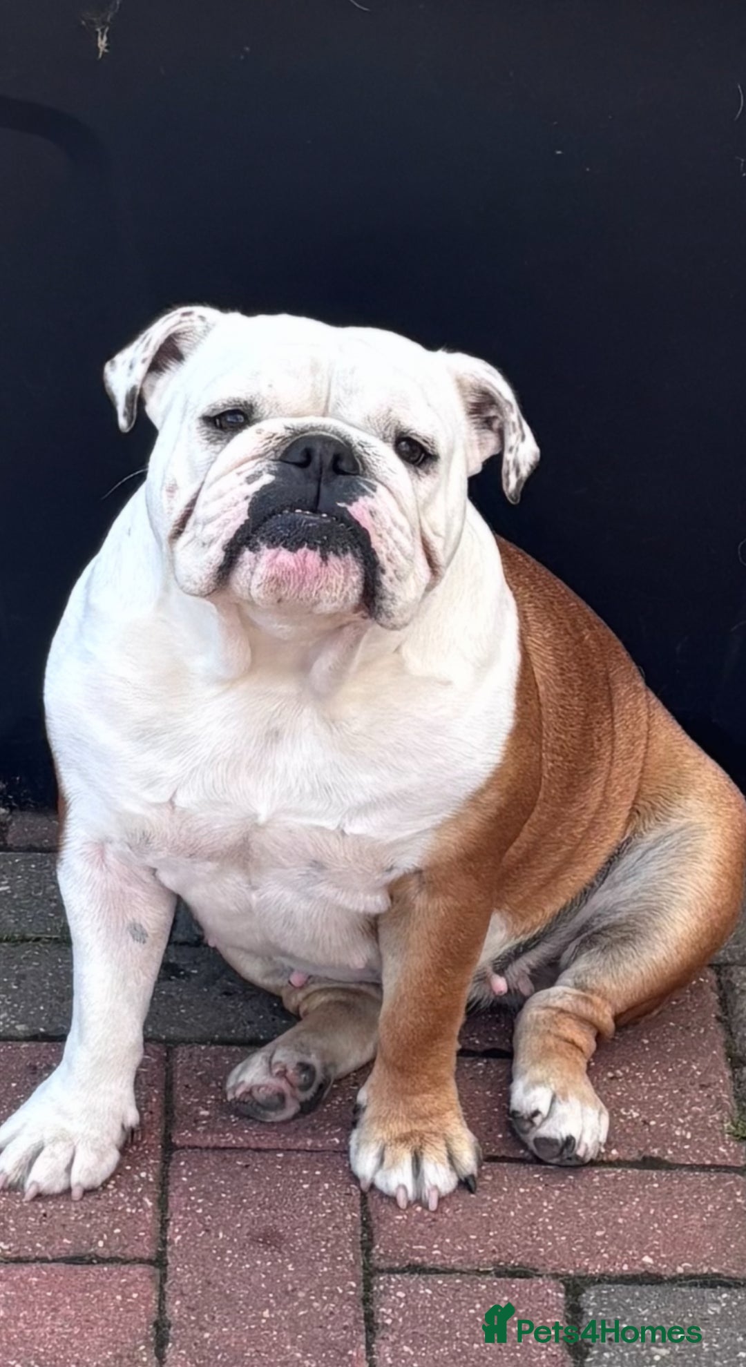 English Bulldog dogs for sale: Stunning Red & White English Bulldog Puppies - Advert 5