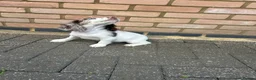 Cocker Spaniel dogs for sale: Cocker spaniel female puppy  - Advert 4