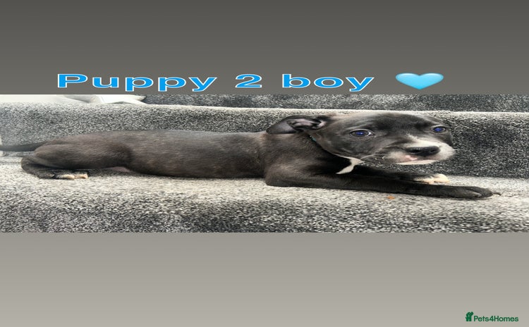 Staffordshire Bull Terrier dogs - Advert 15