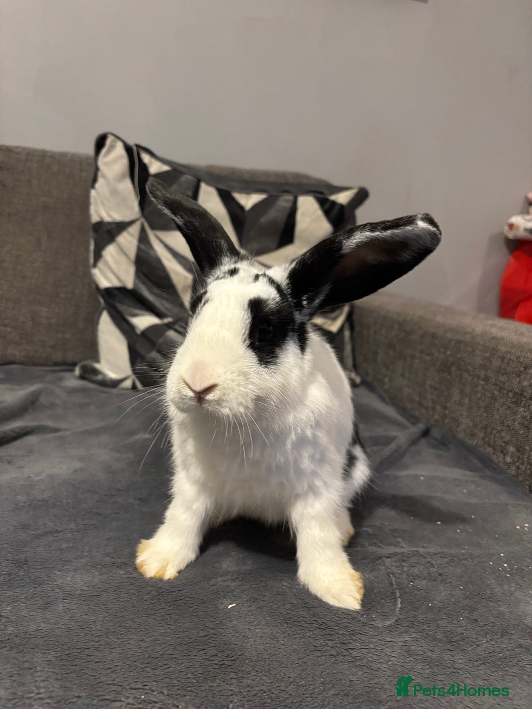 Mixed Breed rabbits for sale: Two male rabbits  - Advert 1