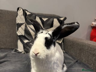 Mixed Breed rabbits Two male rabbits - Advert 1