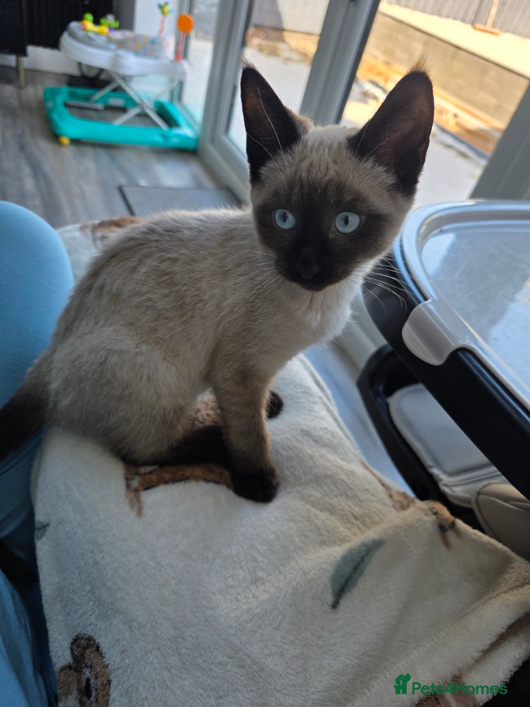 Mixed Breed cats for sale: Gorgeous spynx/ragdoll kitten for sale - Advert 6
