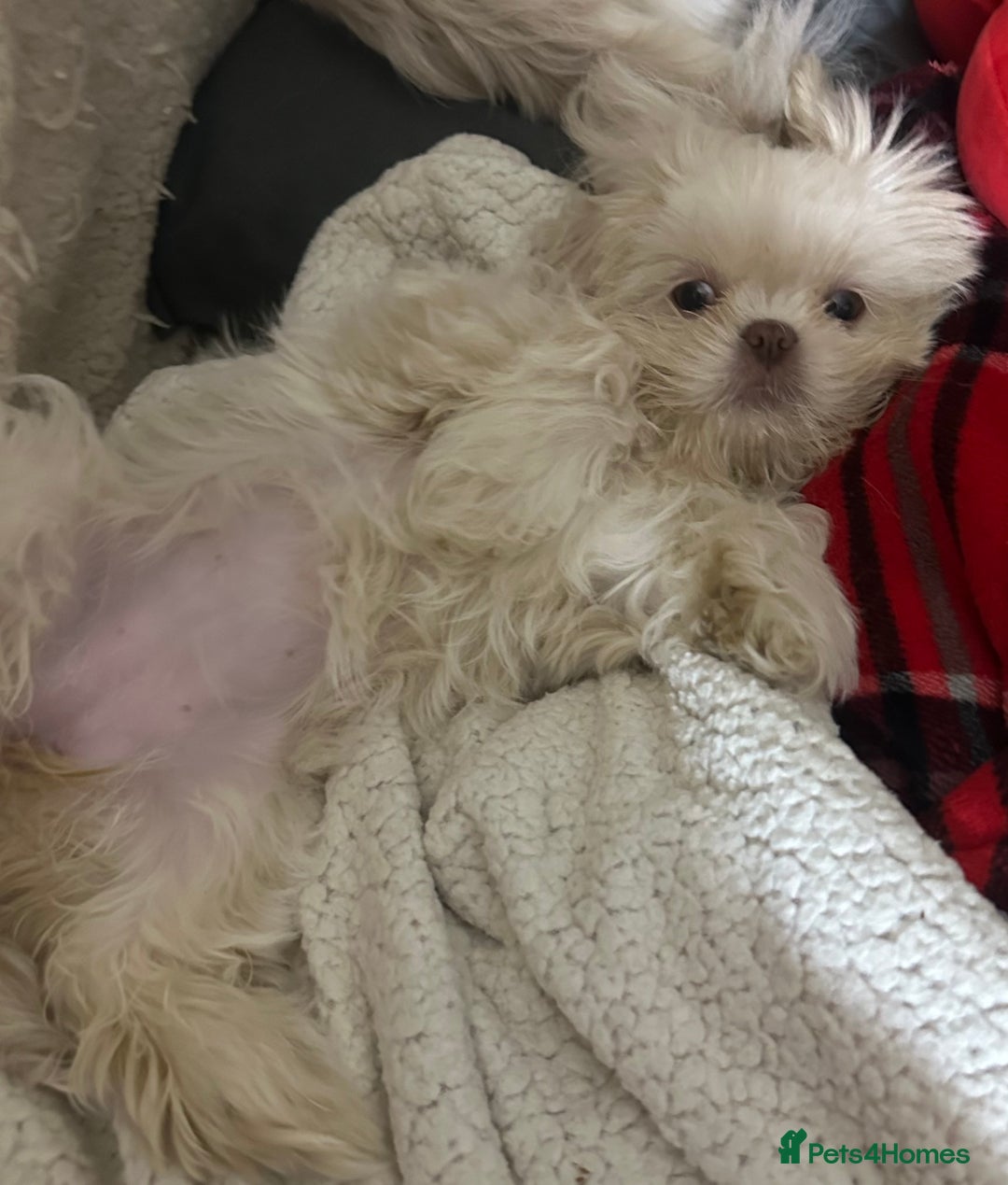 Shih Tzu dogs for sale: Lavender White Imperial Shih Tzu Puppies - Advert 2