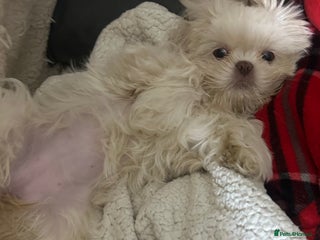 Shih Tzu dogs Lavender White Imperial Shih Tzu Puppies - Advert 1