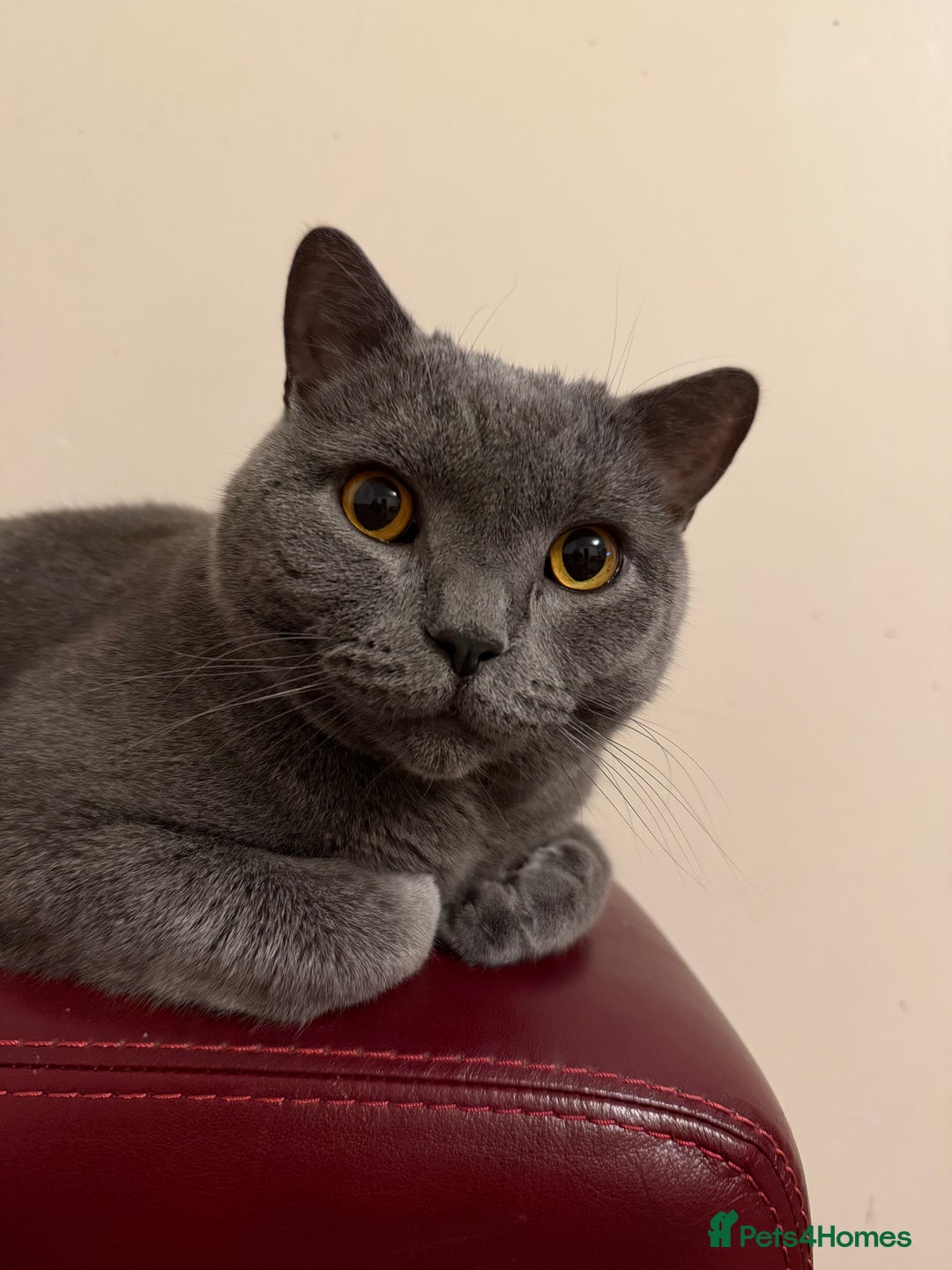 British Shorthair cats for sale: British Short Hair Blue Male - Advert 12