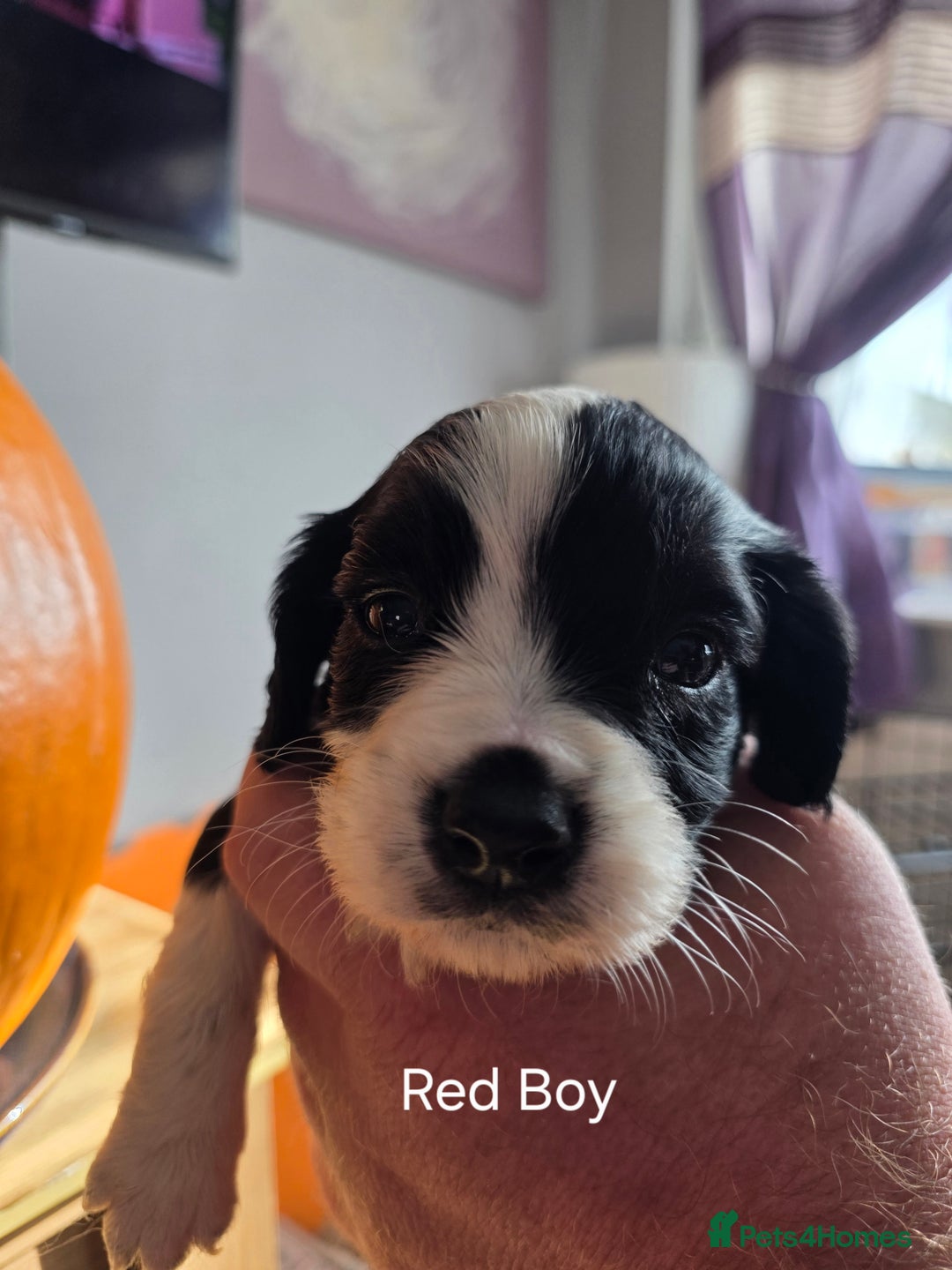 Cockalier dogs for sale: working cocker spaniel  - Image 7