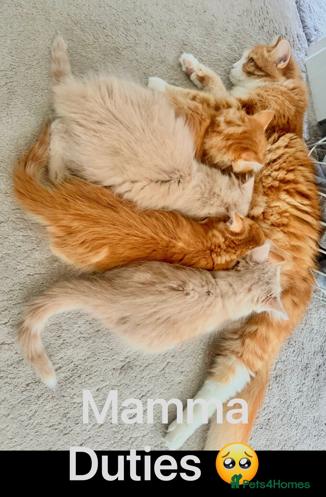 Persian cats for sale: Persian kittens ready for their forever homes  - Image 4