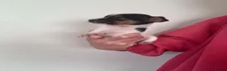 Jack Russell dogs for sale: Dan smith  - Advert 4