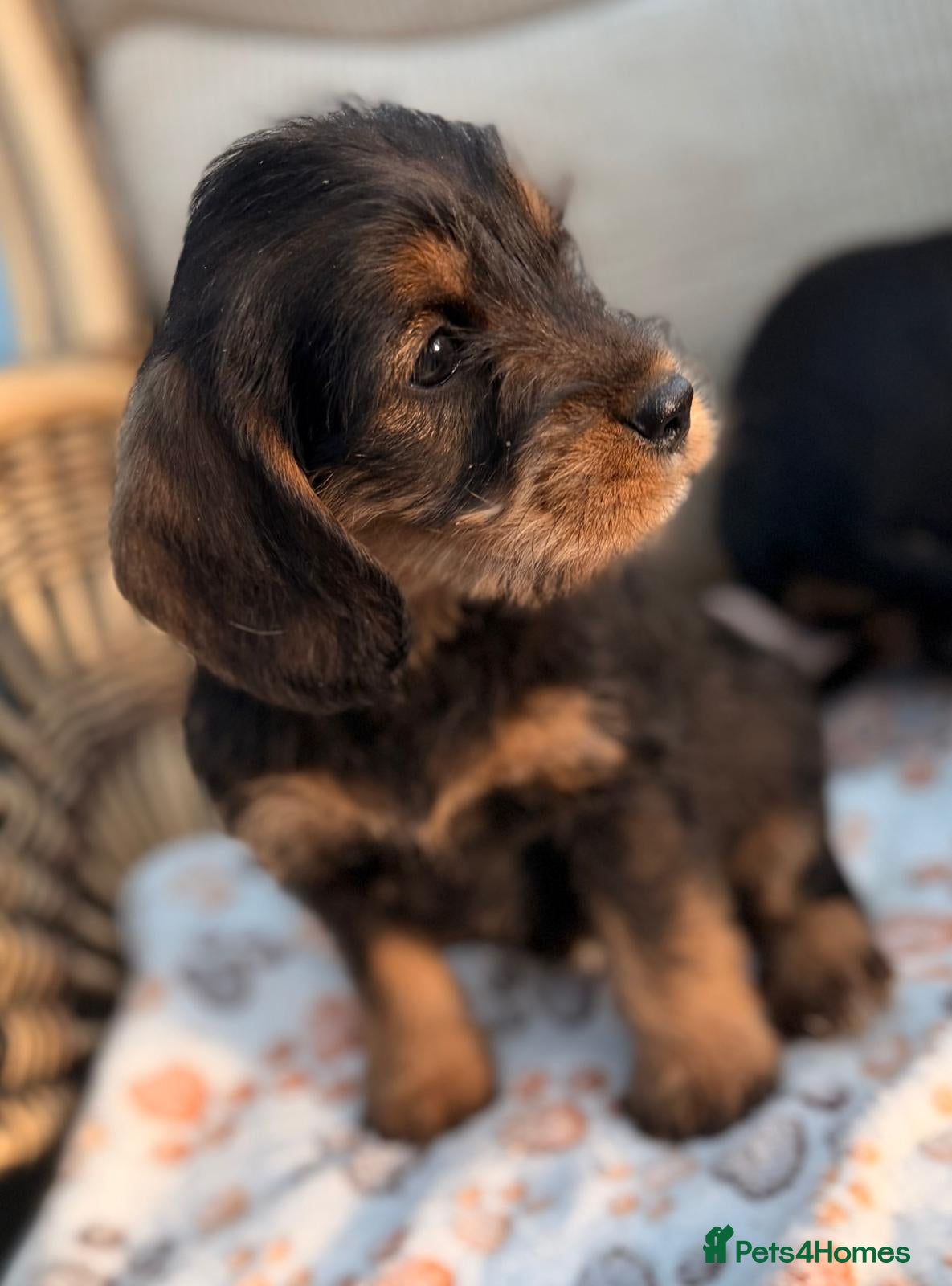 Cockapoo dogs Cockerpoo - Advert 6