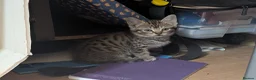 Mixed Breed cats for sale: Gorgeous Kittens Ready for their new homes now.  - Advert 17
