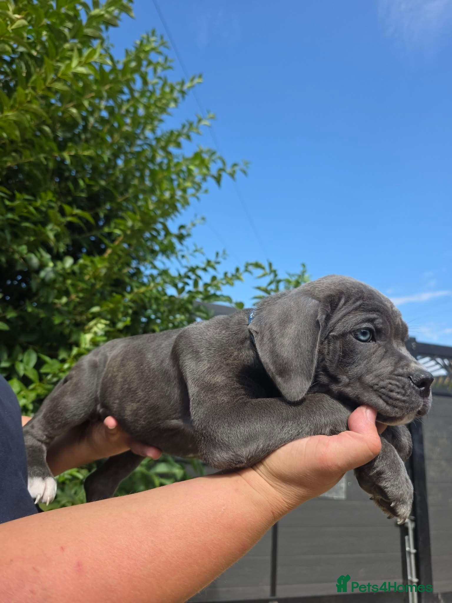 Cane Corso dogs Now ready to leave!🥰 - Advert 1