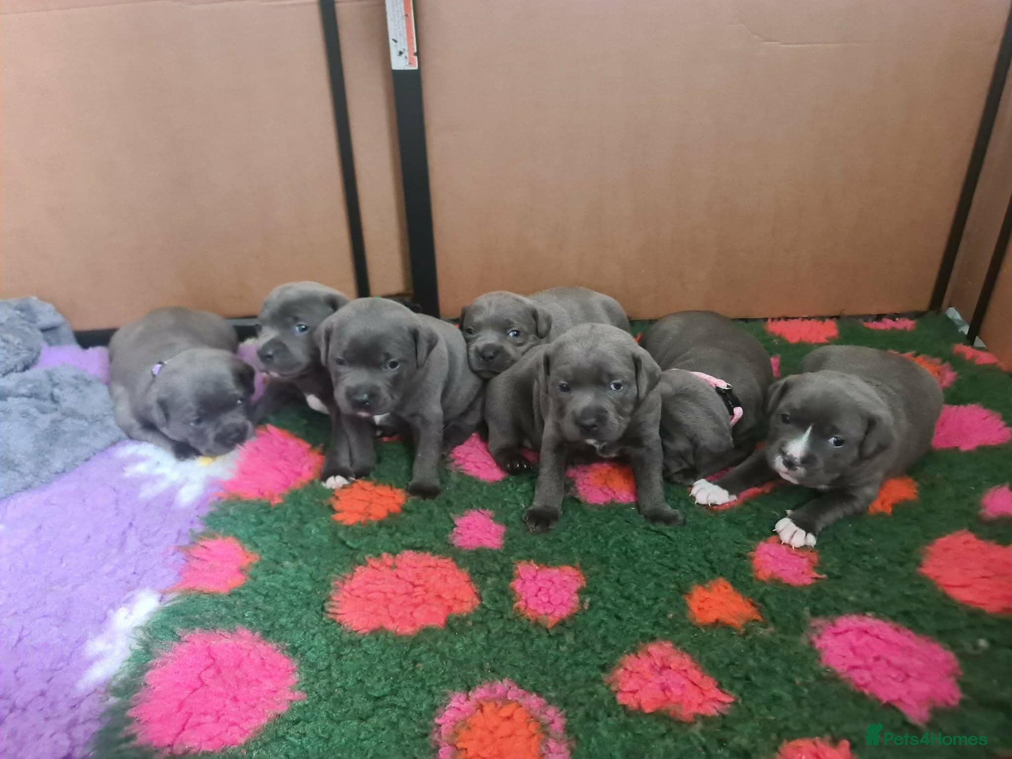 Staffordshire Bull Terrier dogs Champion Bloodline KC Staffy Puppies - Advert 1