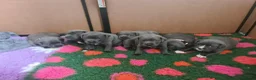 Staffordshire Bull Terrier dogs for sale: Champion Bloodline KC Staffy Puppies - Advert 2