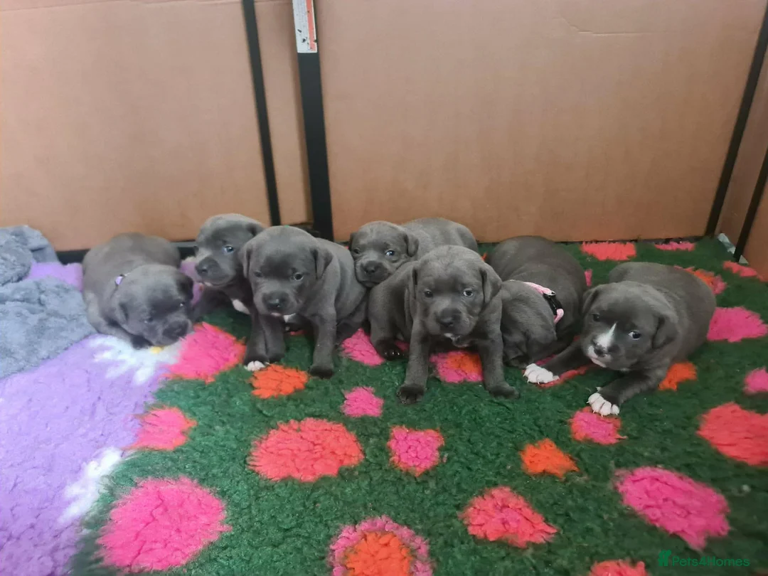 Staffordshire Bull Terrier dogs for sale: Champion Bloodline KC Staffy Puppies - Advert 2