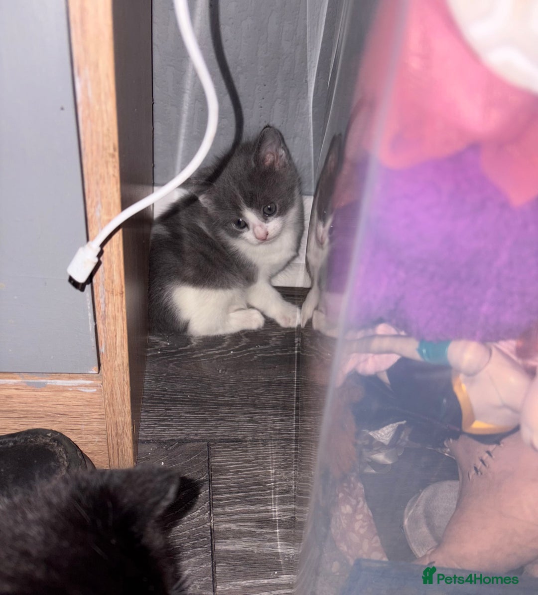 Mixed Breed cats for sale: One grey and white boy available  - Advert 2