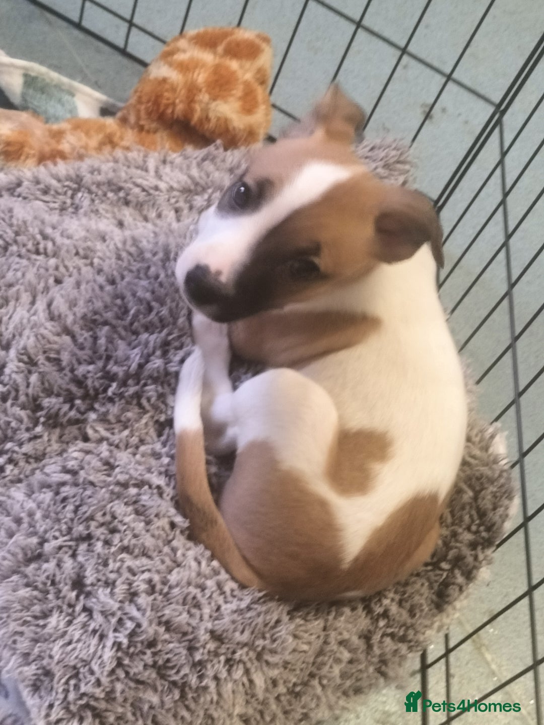 Mixed Breed dogs for sale: Cute litter of puppies  - Advert 4