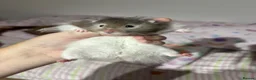 Hamster rodents for sale: Long hair Male Syiran hamster  - Advert 3