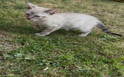 Bengal cats for sale: Savannah x snow bengal kittens 2M 1F Ready to go. - Image 1