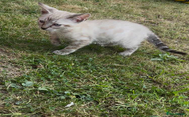 Bengal cats for sale - Advert 2