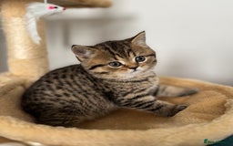 British Shorthair cats for sale: British Shorthair GCCF Pedigree Champion Kittens ✨ - Image 5