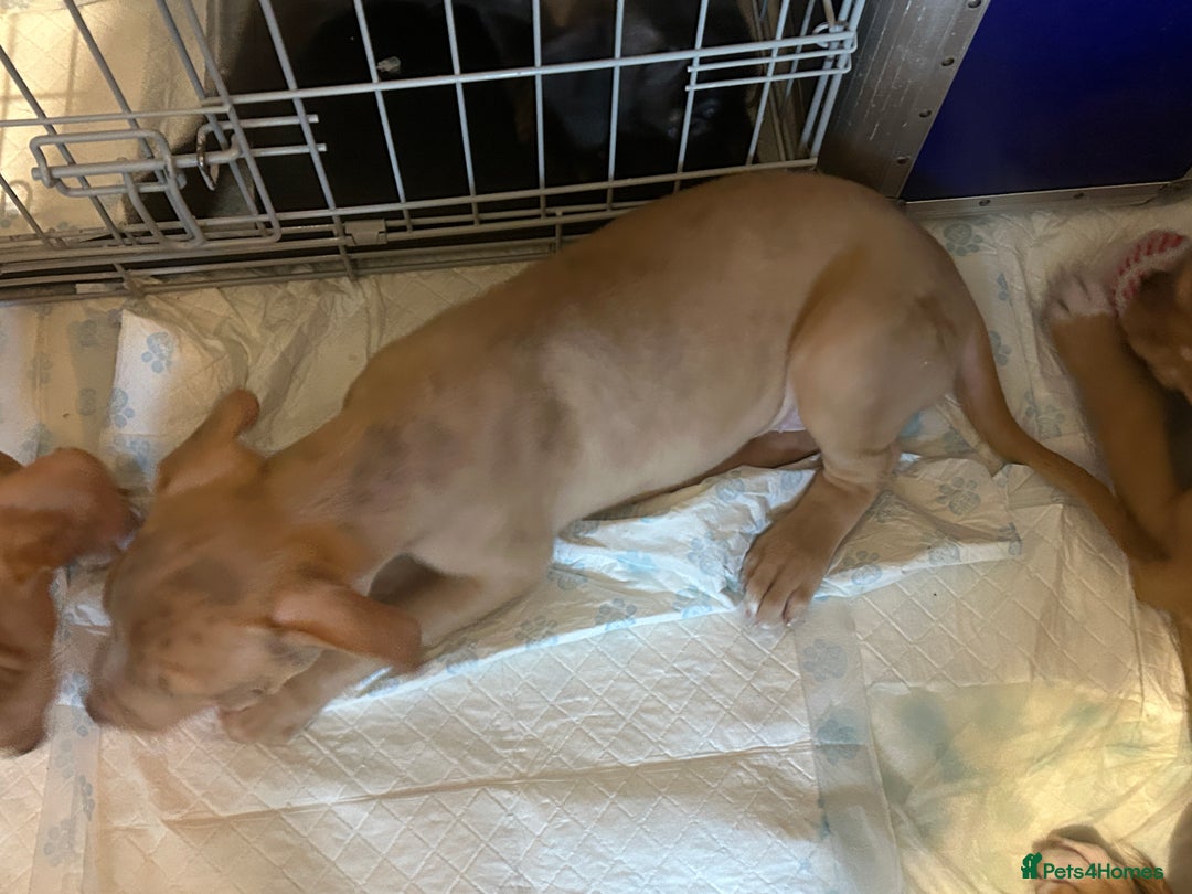 Mastiff dogs for sale: Mastiff X Puppies Looking for Forever Homes - Image 3