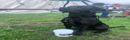 Labrador Retriever dogs for stud: Black Labrador Gun dog STUD- FernSpring River.  - Advert 6