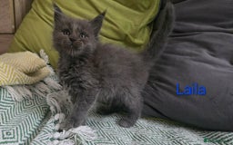 Maine Coon cats for sale: Maine Coon Kittens reservation  - Image 9