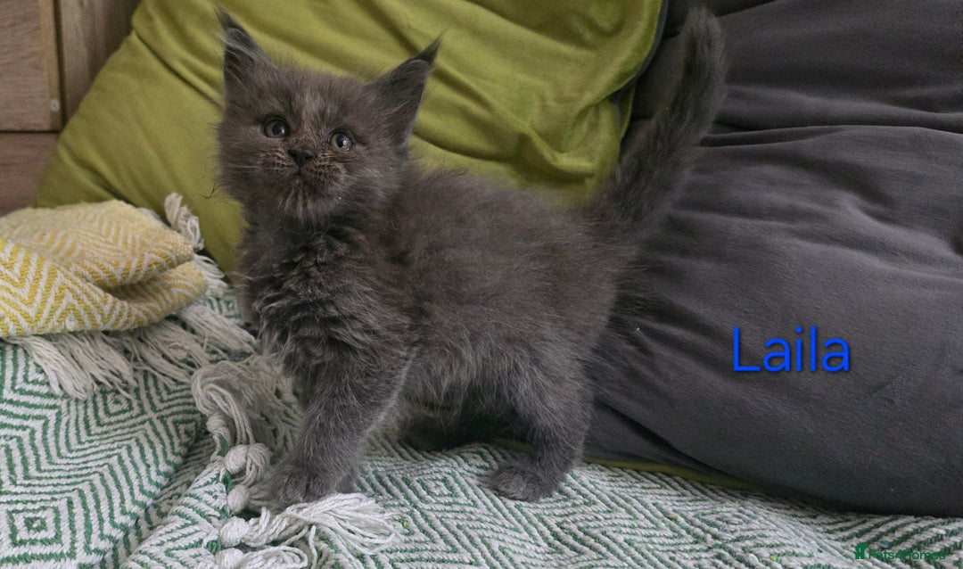 Maine Coon cats for sale: Maine Coon Kittens reservation  - Image 9