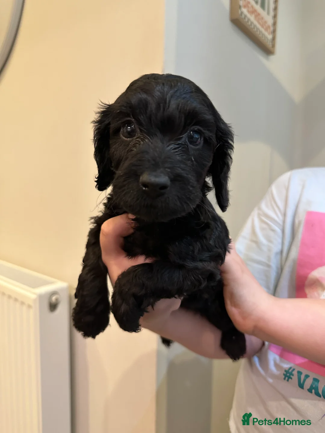 Cockapoo dogs for sale: Beautiful litter of Cockapoo Puppies - Advert 10