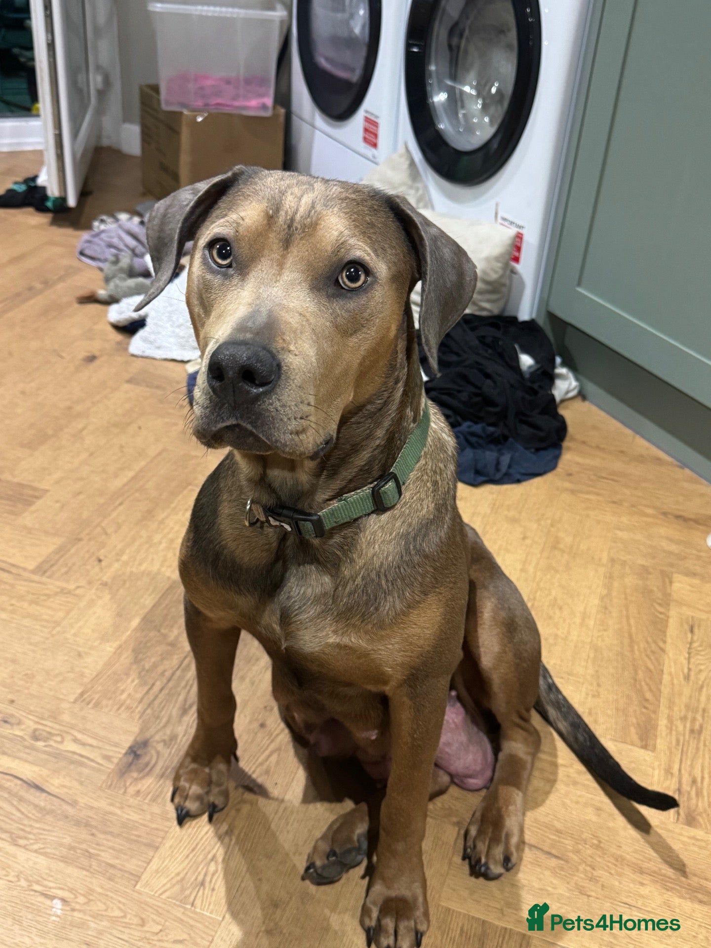 Mixed Breed dogs F5 STAFFWEILER Isabella Chocolate Lilac - Advert 11