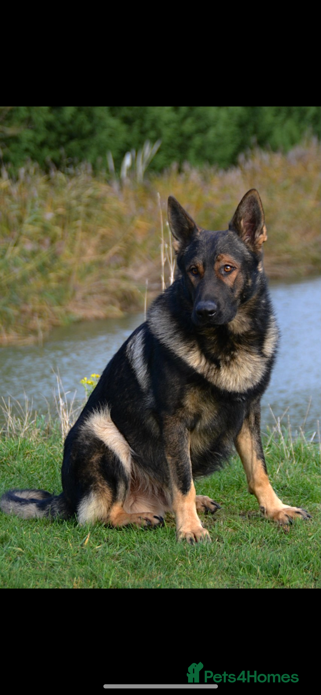 German Shepherd dogs for sale: Beautiful kc reg working line German shepherds  - Advert 18