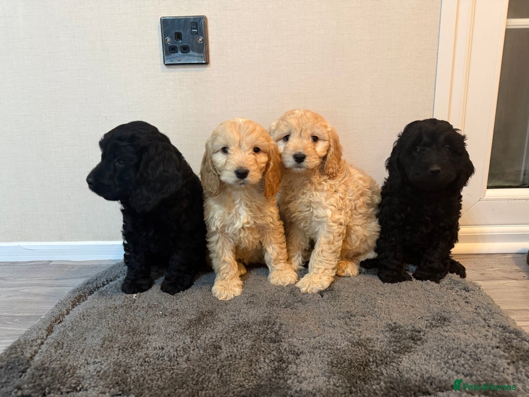 Cockapoo dogs for sale: Cockapoo puppies - Advert 15